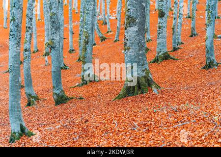 Wald im Herbst, Laub in den Abruzzen, Italien Stockfoto