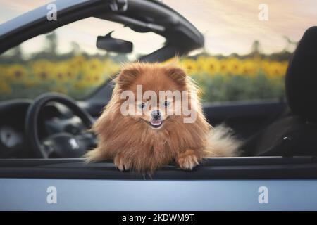 Pommern im Sommer Stockfoto