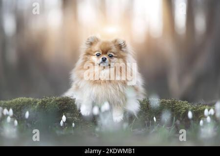 Pommern im Frühjahr Stockfoto