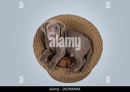 Labrador Retriever Welpen Stockfoto