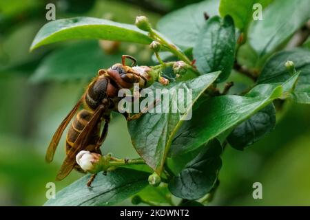 Eine Hornisse sitzt auf einem grünen Blatt und füttert den Nektar der Blumen - Vespa crabro Stockfoto