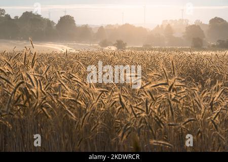 Ein Weizenfeld am frühen Morgen bei Sonnenaufgang. Nebel Stockfoto