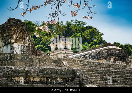 Maya-Ruinen in Palenque durch blühende Kirschbäume. Die archäologische Stätte Palenque ist eine beliebte Touristenattraktion in Chiapas. Stockfoto