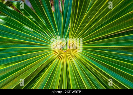 Mexikanisches Fan Palm Leaf Center. Stockfoto