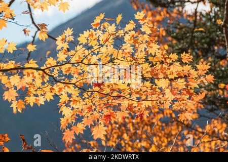 Bunte Blätter am Lake Chuzenji (Nikko, Japan) an einem sonnigen Tag Ende Oktober. Stockfoto