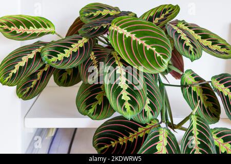 Maranta leuconeura var. erythroneura fascinator tricolor aka Fischgrätpflanze auf einem Regal in einer modernen Wohnung. Stockfoto