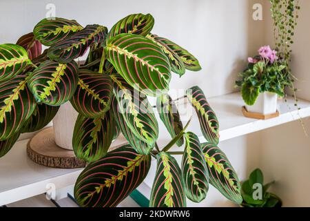 Maranta leuconeura var. erythroneura fascinator tricolor aka Fischgrätpflanze auf einem Regal in einer modernen Wohnung. Stockfoto