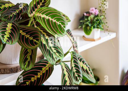 Maranta leuconeura var. erythroneura fascinator tricolor aka Fischgrätpflanze auf einem Regal in einer modernen Wohnung. Stockfoto