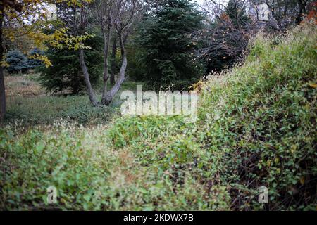 Odessa, Ukraine. 5.. November 2022. Herbstfarben sind im Botanischen Garten auf dem French Boulevard zu sehen. Botanischer Garten der Odessa National University benannt nach Ilya Mechnikov. Mehr als 3.000 Arten von Grünflächen werden auf dem Territorium des Gartens mit einer Fläche von etwa 16 Hektar präsentiert. Der Garten ist eine pädagogische Abteilung der Fakultät für Biologie der Universität, auf seiner Grundlage Diplom-und Semester Papiere werden jährlich durchgeführt, die wissenschaftlichen Mitarbeiter des Gartens am Bildungsprozess teilnehmen.im Jahr 1963 wurde der Botanische Garten den Status eines Park-Denkmal erhalten Stockfoto