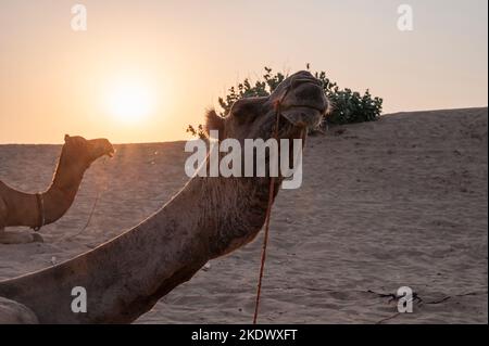 Die Sonne geht am Horizont der Wüste Thar, Rajasthan, Indien, auf. Dromedare, Dromedarkamele, arabische Kamele oder einbuckige Kamele ruhen auf Sanddüne Stockfoto