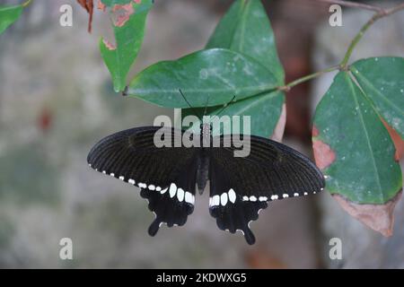 Insekten in Sri Lanka, Visit Sri Lanka Stockfoto