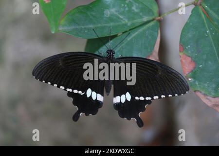 Insekten in Sri Lanka, Visit Sri Lanka Stockfoto