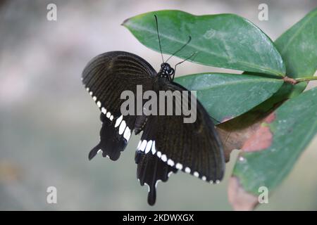 Insekten in Sri Lanka, Visit Sri Lanka Stockfoto