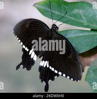 Insekten in Sri Lanka, Visit Sri Lanka Stockfoto