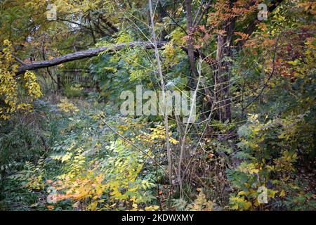 Odessa, Ukraine. 5.. November 2022. Herbstfarben sind im Botanischen Garten auf dem French Boulevard zu sehen. Botanischer Garten der Odessa National University benannt nach Ilya Mechnikov. Mehr als 3.000 Arten von Grünflächen werden auf dem Territorium des Gartens mit einer Fläche von etwa 16 Hektar präsentiert. Der Garten ist eine pädagogische Abteilung der Fakultät für Biologie der Universität, auf seiner Grundlage Diplom-und Semester Papiere werden jährlich durchgeführt, die wissenschaftlichen Mitarbeiter des Gartens am Bildungsprozess teilnehmen.im Jahr 1963 wurde der Botanische Garten den Status eines Park-Denkmal erhalten Stockfoto