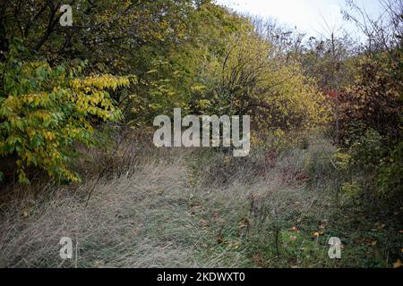 Odessa, Ukraine. 5.. November 2022. Herbstfarben sind im Botanischen Garten auf dem French Boulevard zu sehen. Botanischer Garten der Odessa National University benannt nach Ilya Mechnikov. Mehr als 3.000 Arten von Grünflächen werden auf dem Territorium des Gartens mit einer Fläche von etwa 16 Hektar präsentiert. Der Garten ist eine pädagogische Abteilung der Fakultät für Biologie der Universität, auf seiner Grundlage Diplom-und Semester Papiere werden jährlich durchgeführt, die wissenschaftlichen Mitarbeiter des Gartens am Bildungsprozess teilnehmen.im Jahr 1963 wurde der Botanische Garten den Status eines Park-Denkmal erhalten Stockfoto