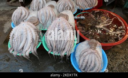 Auswahl an Kraken zum Verkauf auf dem lokalen Fischmarkt Stockfoto