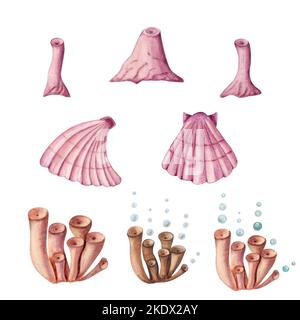 Seashell Set Aquarell Illustration. Aquarell handgezeichnete Muscheln isoliert auf weißem Hintergrund. Marine Print für Grußkarte, Tapete Stockfoto