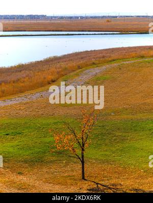 Einbunter Baum im Herbst gegen das gelbe Feld. Stockfoto