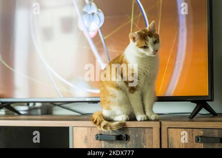 Eine rot-weiße Katze sitzt vor dem Fernseher Stockfoto