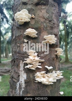 Sprießen aus toten Baumstamm der weißen Halterung fächerförmigen Pilze Stockfoto