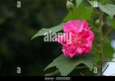Die konföderierte Rose wechselt am Nachmittag zu Magenta Stockfoto