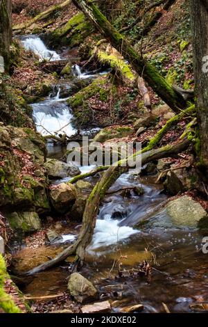 Baumstämme über einem kleinen Bach im Binger Wald von Deutschland an einem Wintertag. Stockfoto