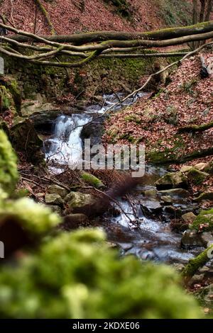 Baumstämme über kleinen Wasserfall im Binger Wald an einem Wintertag. Stockfoto