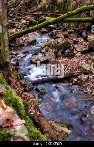 Moos auf Baumstämmen über einem kleinen Bach im Binger Wald an einem Wintertag. Stockfoto