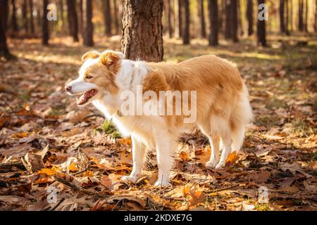 Border Collie Hund im Herbstwald. Stockfoto