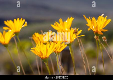 Makro einer gelben Blütenpflanze im natürlichen Lebensraum des Cederbergs Stockfoto