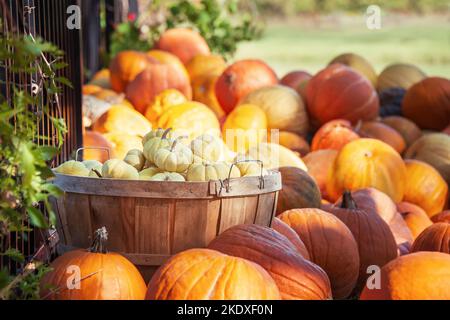 Weiße Mini-Kürbisse in einem Holzkorb an einem sonnigen Herbsttag im Garten. Korb umgeben von Kürbissen. Herbsterntekonzept. Stockfoto