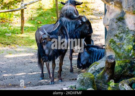 Büffel im lokalen Zoo. Gruppe von Tieren. Stockfoto