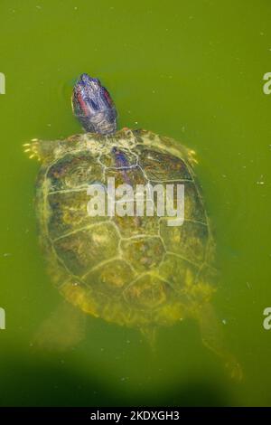 Schildkröte schwimmt im Teich des örtlichen Zoos Stockfoto