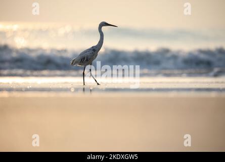 Schöne weiße Reiher Vogel stehen am Strand während Sonnenuntergang natürlichen Hintergrund. Leuchtendes Bokeh verwischt den Lichteffekt. Sonneneinstrahlung auf das Meerwasser. Stockfoto