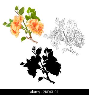 Zweige gelb Hibiskus tropischen Blumen natürlichen Umriss und Silhouette auf einem weißen Hintergrund vintage Vektor editierbar botanische Illustration Hand d Stock Vektor