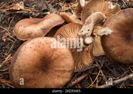 Große Honigpilze, Armillaria cf. Altimontana, wächst an der Basis einer toten Ponderosa-Kiefer, auf Threemile Creek, westlich von Troy, Montana Königreich: F Stockfoto