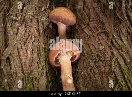 Große Honigpilze, Armillaria cf. Altimontana, wächst aus der Basis einer westlichen roten Zeder, auf Threemile Creek, westlich von Troy, Montana. Königreich Stockfoto