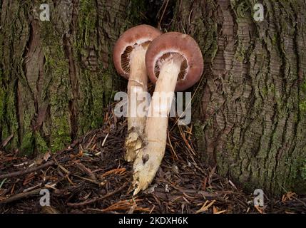 Große Honigpilze, Armillaria cf. Altimontana, wächst aus der Basis einer westlichen roten Zeder, auf Threemile Creek, westlich von Troy, Montana. Königreich Stockfoto