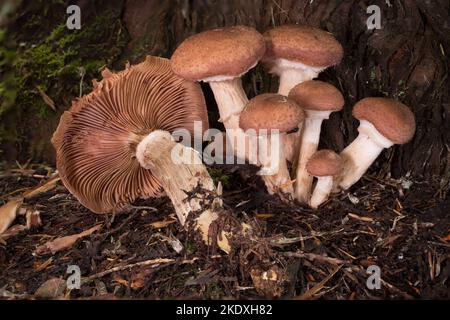 Große Honigpilze, Armillaria cf. Altimontana, wächst aus der Basis einer westlichen roten Zeder, auf Threemile Creek, westlich von Troy, Montana. Königreich Stockfoto