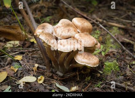 Honigpilze, Armillaria cf. Mellea, wächst in einem bewaldeten Gebiet, auf dem Grambauer Berg, südöstlich von Troy, Montana Königreich: Pilze Abteilung: Basidi Stockfoto