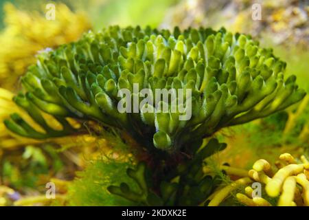 Grünalge mit Samthornalgen aus der Nähe, Codium tomentosum, Unterwasser im Ozean, Ostatlantik, Spanien Stockfoto