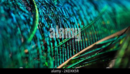 Glänzende, leuchtend türkisfarbene Feder aus der Nähe. Dunkle Feder. pfauenfeder. Pfauenfeder. Heller türkisfarbener Hintergrund. Dunkle Textur. Atemberaubender Vogel. Stockfoto