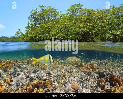Mangrove im Meer mit Korallenriff unter Wasser, Split-Level-Blick über und unter der Wasseroberfläche in der Karibik Stockfoto