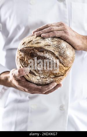 Ein knuspriger Laib frisches Brot in den Händen des Bäckers. Stockfoto