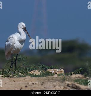 Gewöhnlicher Löffler oder eurasischer Löffler, der auf dem Boden steht, Indien. Singlr-Vogel. Weißer Vogel in der Nähe. Platelea leucorodia. wasservögel. Seevögel. Stockfoto