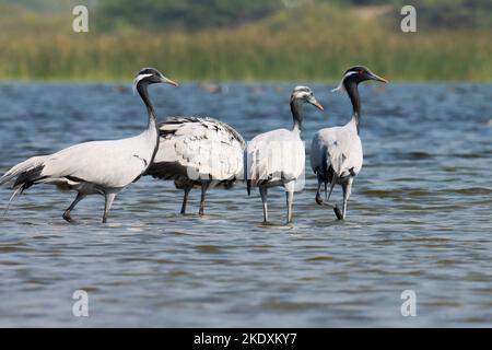 Gruppe von demoiselle Kranichen watend Vögel im Flusswasser, Indien. grus virgo. Anthropoides jungfrau. Vogel Hintergrundtapete. Natürlicher Hintergrund. Stockfoto