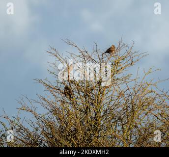 Kleine Rotflügelschar (Turdus iliacus) hoch oben in herbstlichen Baumzweigen, wolkig, Wiltshire UK Stockfoto