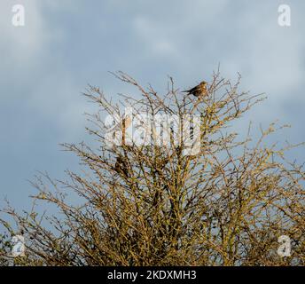 Kleine Rotflügelschar (Turdus iliacus) hoch oben in herbstlichen Baumzweigen, wolkig, Wiltshire UK Stockfoto