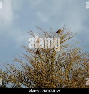 Kleine Rotflügelschar (Turdus iliacus) hoch oben in herbstlichen Baumzweigen, wolkig, Wiltshire UK Stockfoto